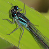 EOS 90D Peter Harriman 10 44 21 08750 blueTailedDamselfly dpp