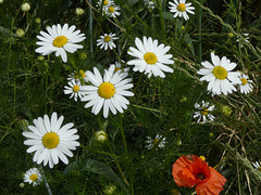 Margeritenblüten und Roter Mohn