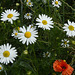 Margeritenblüten und Roter Mohn