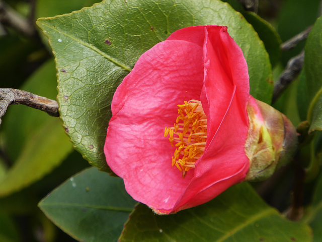 una camellia di gennaio