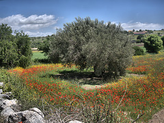 Landscape near Scicli