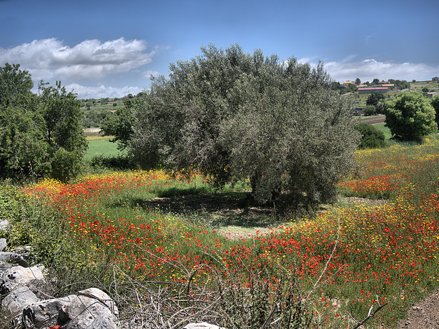 Landscape near Scicli