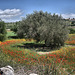 Landscape near Scicli