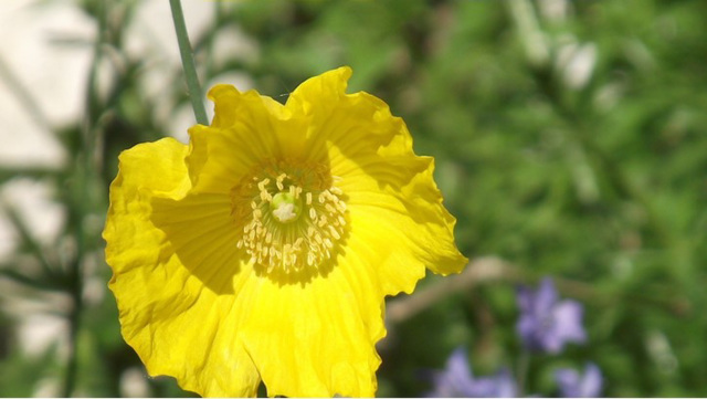 The Icelandic poppy  is so pretty