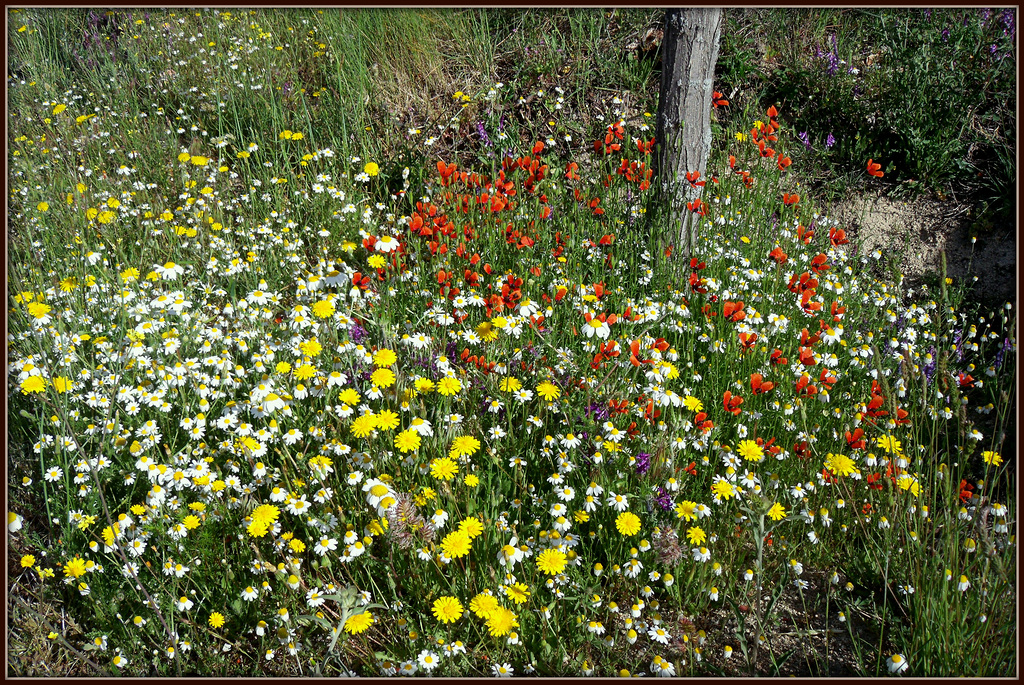 Spring wildflowers