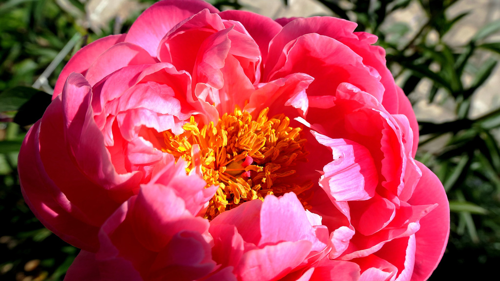 La pivoine Coral charm dans toute sa splendeur...