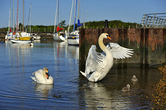HFF from Titchfield Haven Harbour 2