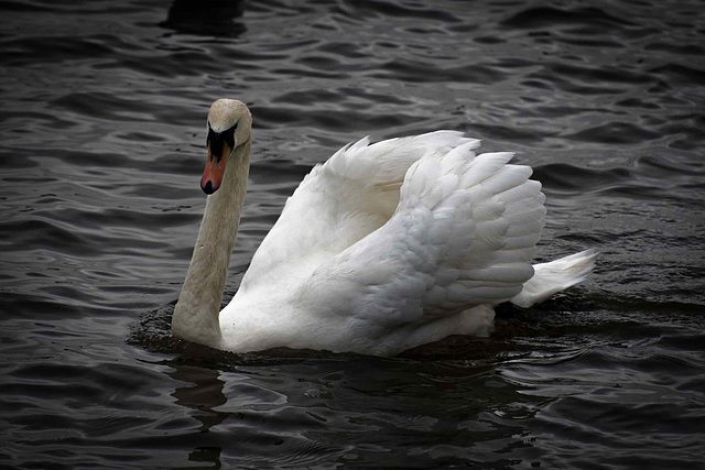 Swan2