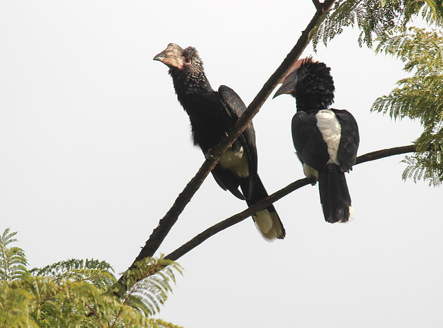 Silvery-cheeked Hornbill