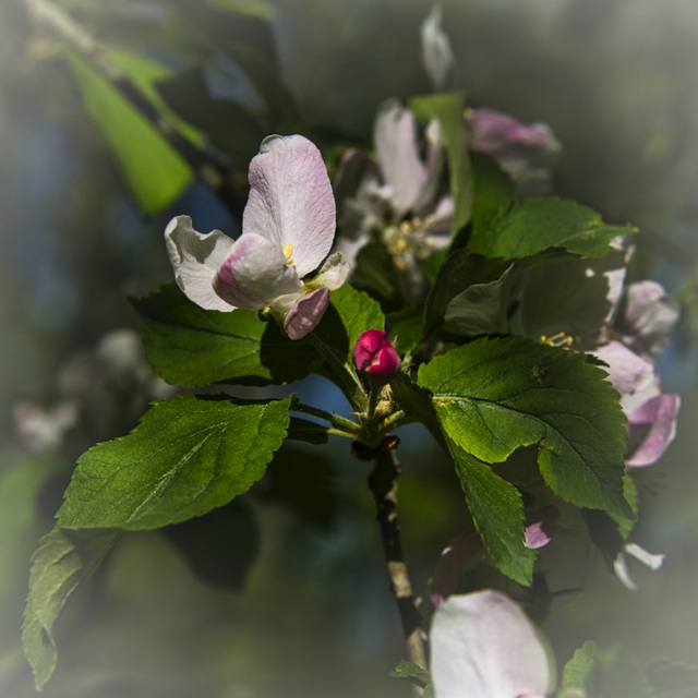 Blüte Blüte