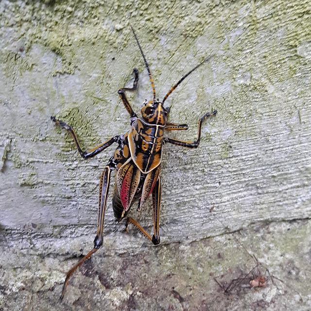 Southeastern lubber grasshopper