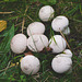 Common Puffballs