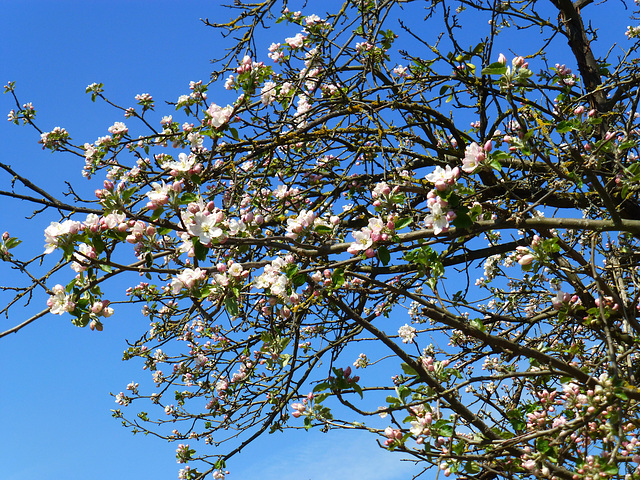 Frühling in Heimersheim