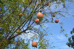 Guatemala, Fruits of Pomegranate on the Tree