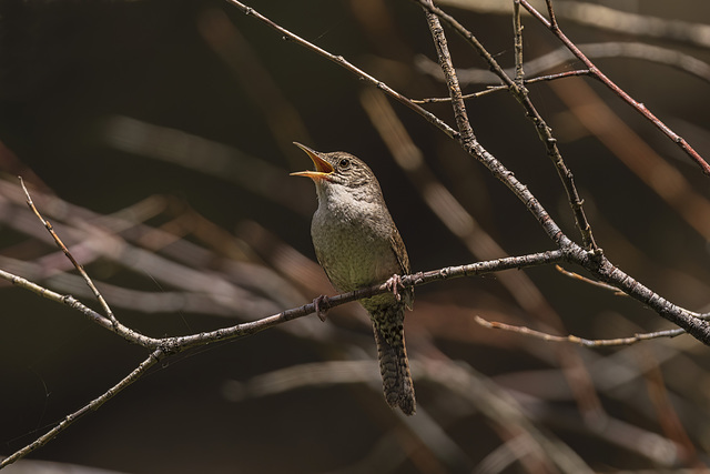 House Wren