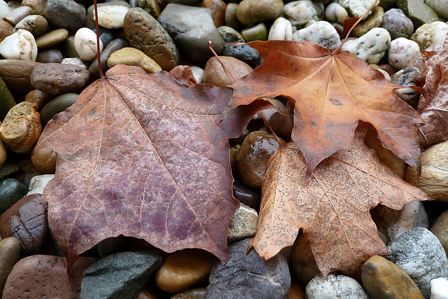 Leaving Leaves