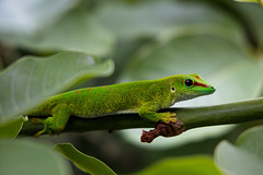 Großer Madagaskar Taggecko