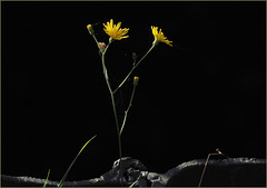 Hawkweed on the trestle Hawkweed on the trestle