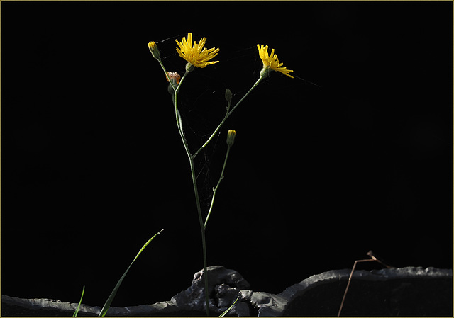 Hawkweed on the trestle