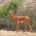 #5 L'impala (Aepyceros melampus) - Contest Without Prize (2017/11 CWP) "Mammals"