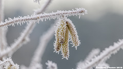 Frosted catkins