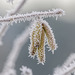 Frosted catkins