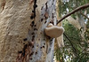 Bracket fungi on a large eucalypt