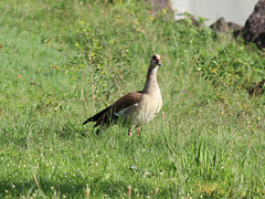 Egyptian Goose - Bahir Dar