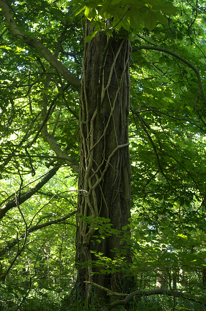 Ivy, like green veins