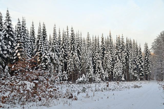 Winterwald