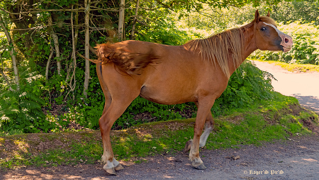 Not a Happy Horse