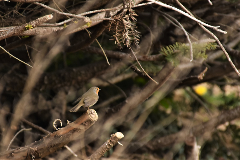 rouge-gorge