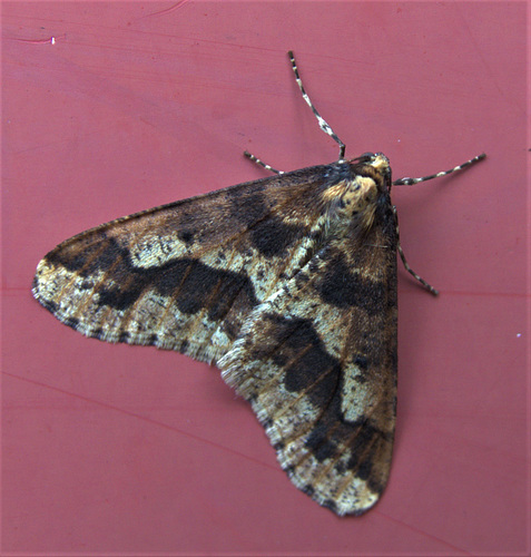 Moth 2