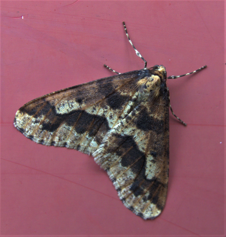 Moth 2