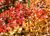 Herbstfarben