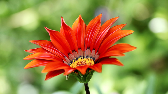 Gazania