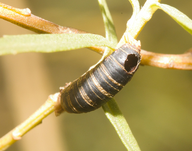 IMG 2611 Cocoon-1