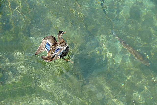 ... auf dem- und im Wasser