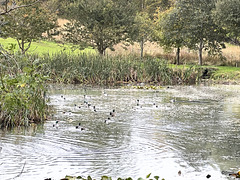 A mass of Mallard on the pond this morning