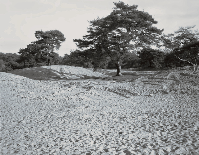 4x5-20251113 002-stitched