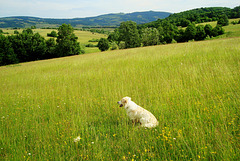 Archie enjoys the view