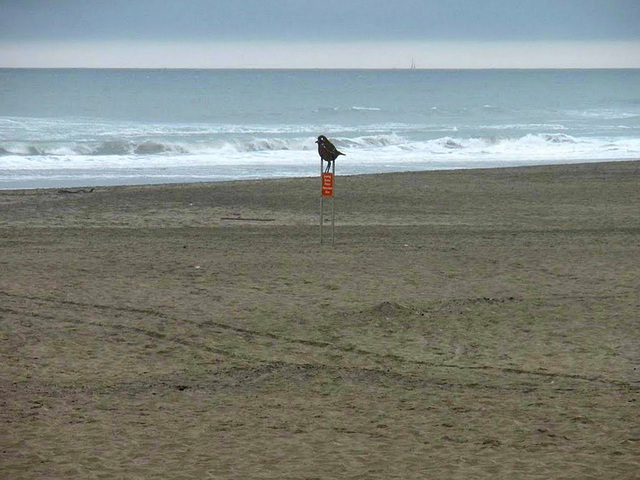 Ocean Beach, San Francisco