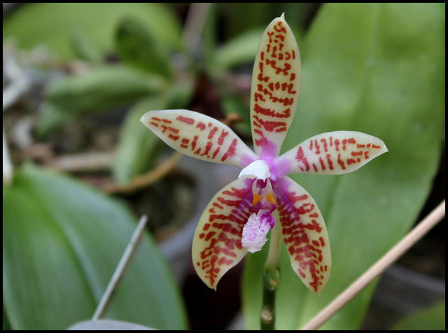 Phalaenopsis corningiana (3)