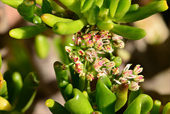 Crassula ovata Gollum