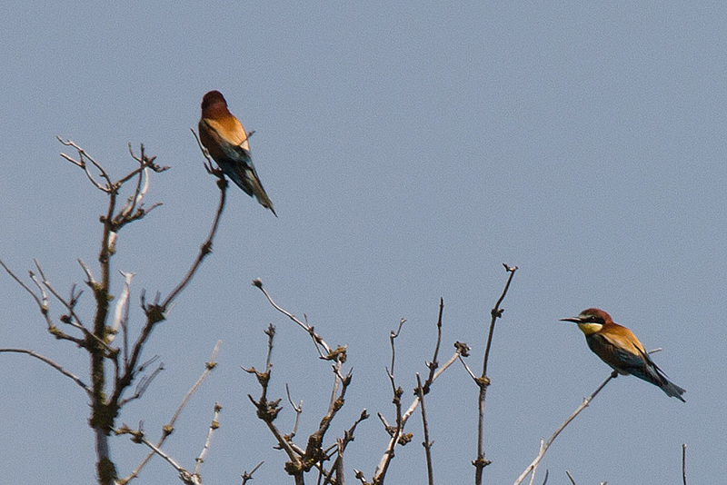 20170516 2867VRTw [A[ Bienenfresser (Merops apiaster), Neusiedler See, [Oslib-Rust]