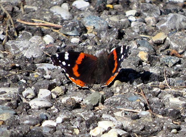 Admiral on the path