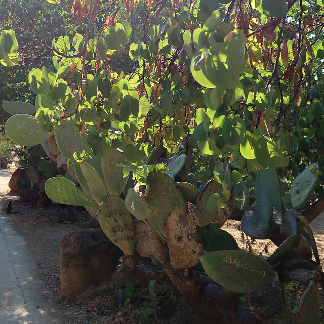 Prickly pear cactus, inscribed by Vandals