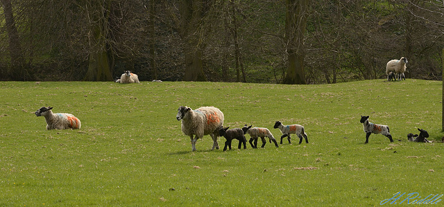 Can I walk through your field please? (No2)