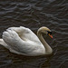 A swan in Ellesmere Port.2jpg