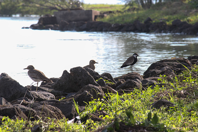 Senegal Thick-knee and a Spur-winged Lapwing